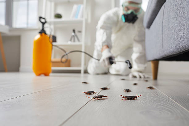 Post-Treatment Bed Bug Interceptor Monitoring in Tracy